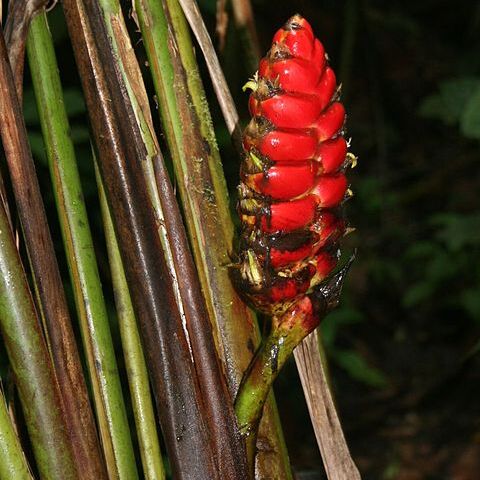 Heliconia imbricata unspecified picture