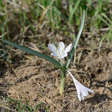 Colchicum ritchiei unspecified picture