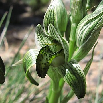 Chloraea viridiflora unspecified picture