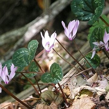 Cyclamen cilicium unspecified picture