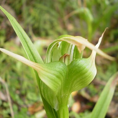 Pterostylis banksii unspecified picture