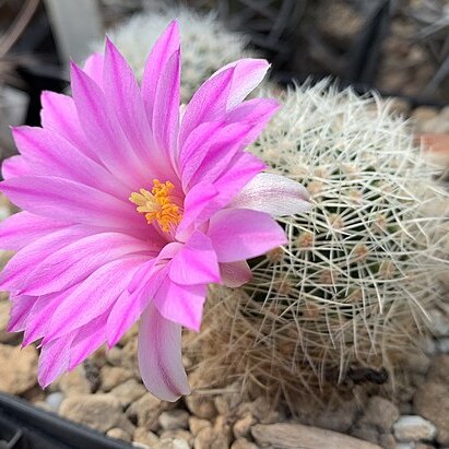 Mammillaria napina unspecified picture