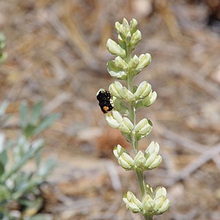 Lupinus peirsonii unspecified picture