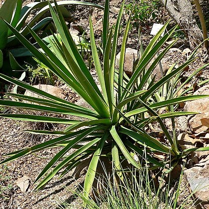 Agave karwinskii unspecified picture