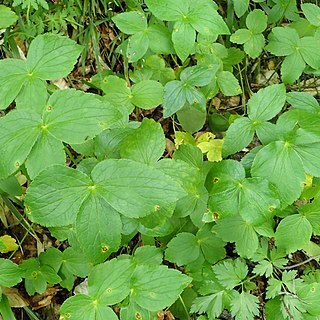 Astrantia trifida unspecified picture