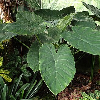 Alocasia wentii unspecified picture