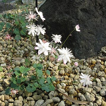 Thalictrum urbaini unspecified picture