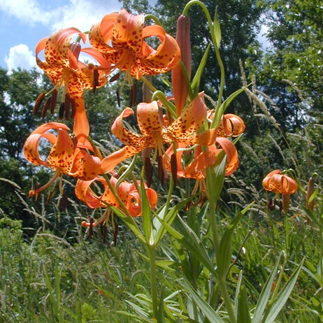 Lilium unspecified picture