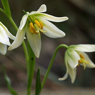 Fritillaria liliacea unspecified picture