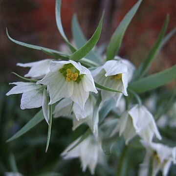 Fritillaria bucharica unspecified picture