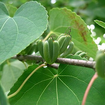 Cercidiphyllaceae unspecified picture