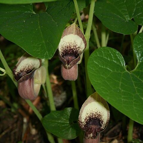 Aristolochia pontica unspecified picture