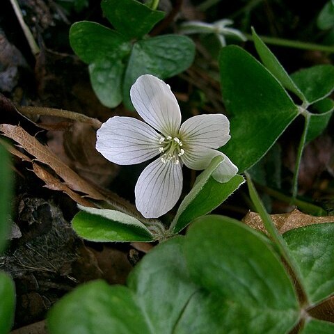 Oxalis griffithii unspecified picture