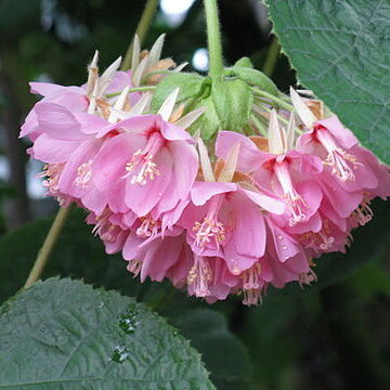 Dombeya unspecified picture