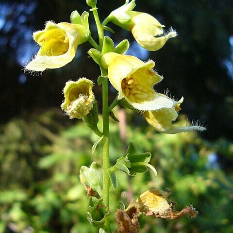 Digitalis nervosa unspecified picture