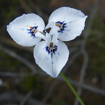 Moraea barnardii unspecified picture