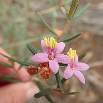 Phebalium nottii unspecified picture