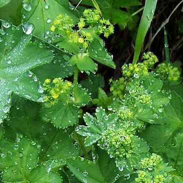 Alchemilla micans unspecified picture