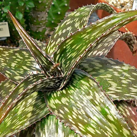 Aloe hemmingii unspecified picture