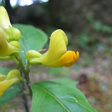 Polygala reinii unspecified picture