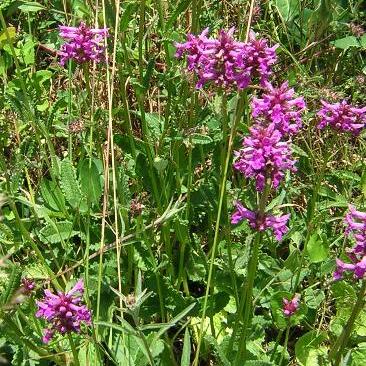 Stachys officinalis unspecified picture