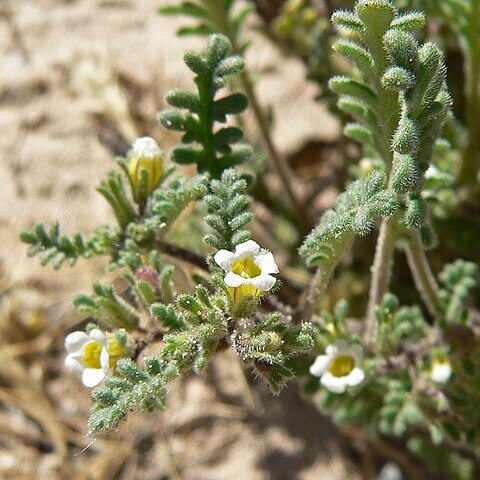 Phacelia ivesiana unspecified picture