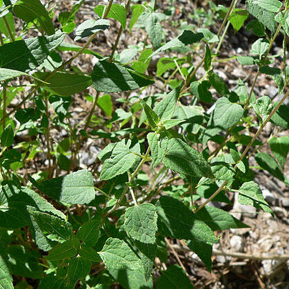 Brickellia grandiflora unspecified picture