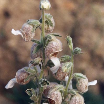 Digitalis lamarckii unspecified picture