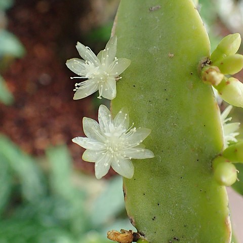 Rhipsalis cereoides unspecified picture