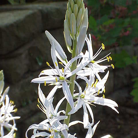 Camassia unspecified picture