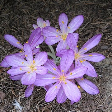 Colchicum cilicicum unspecified picture