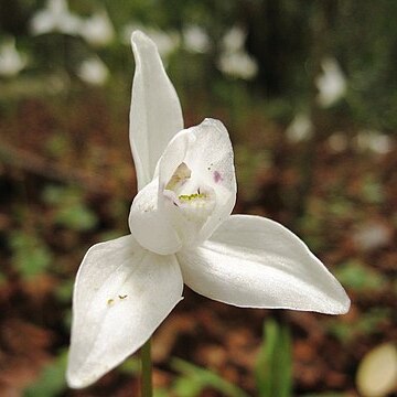 Codonorchis unspecified picture