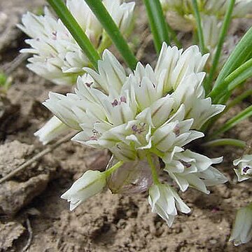 Allium simillimum unspecified picture