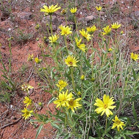 Helianthus cusickii unspecified picture