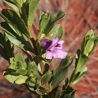 Eremophila willsii unspecified picture