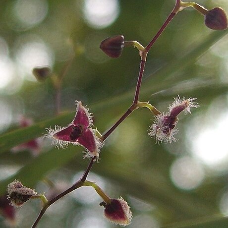 Stelis tricardium unspecified picture