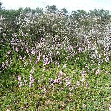 Ixia scillaris unspecified picture