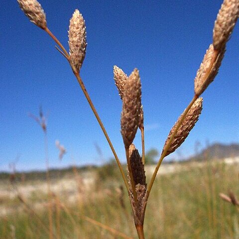 Fimbristylis thermalis unspecified picture