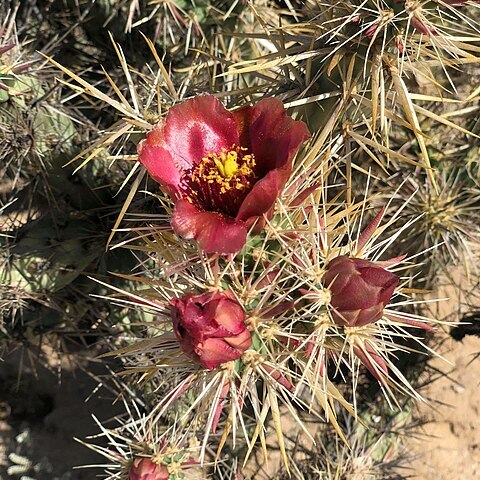 Cylindropuntia sanfelipensis unspecified picture