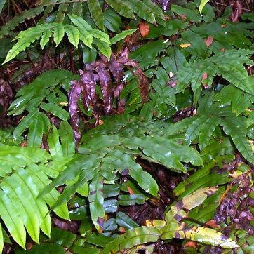 Blechnum wattsii unspecified picture