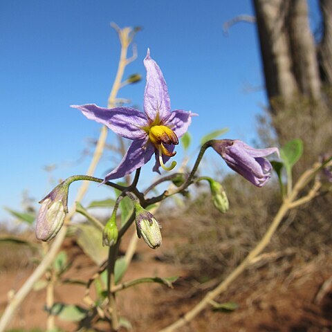 Solanum somalense unspecified picture