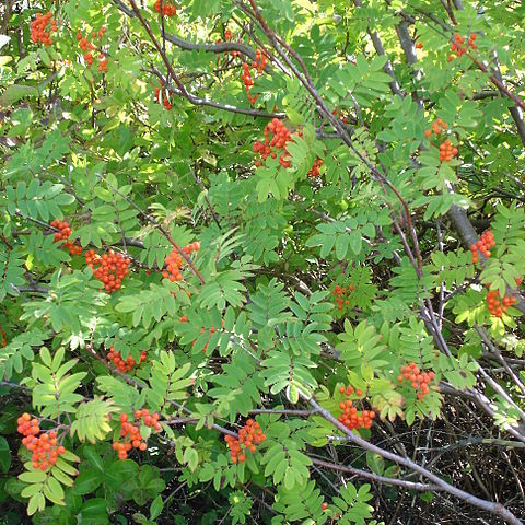 Sorbus unspecified picture