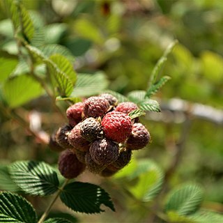 Rubus sellowii unspecified picture