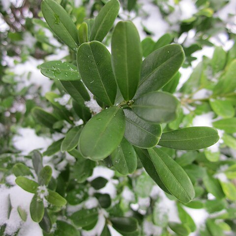 Buxus sinica var. parvifolia unspecified picture