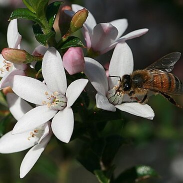 Philotheca buxifolia unspecified picture