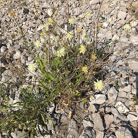 Cephalaria coriacea unspecified picture