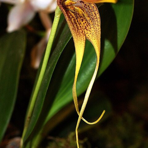 Masdevallia macrura unspecified picture