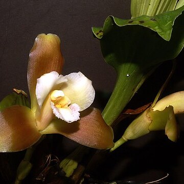 Lycaste dowiana unspecified picture