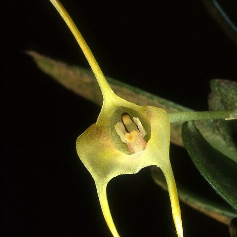 Masdevallia chasei unspecified picture