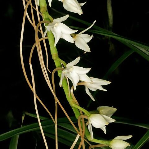 Aerangis stylosa unspecified picture